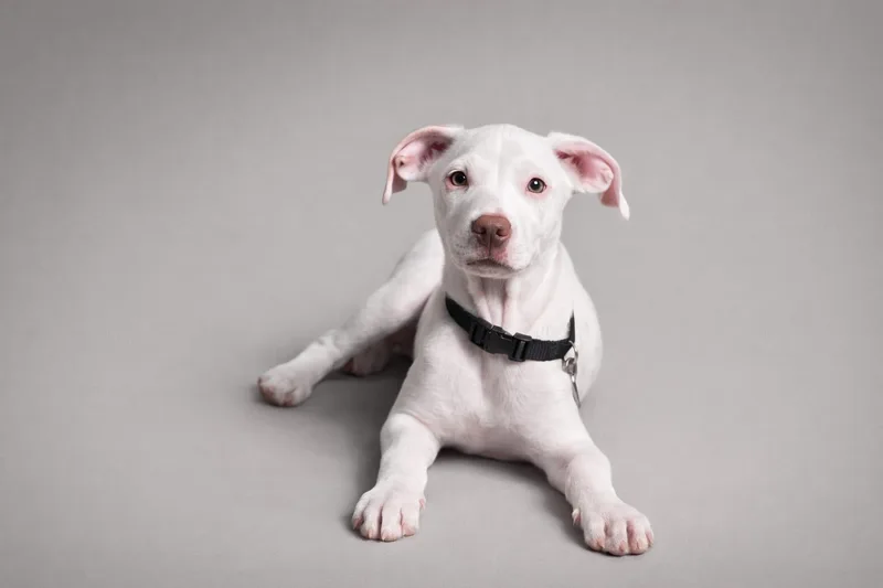 Baxteroni thumbnail 4