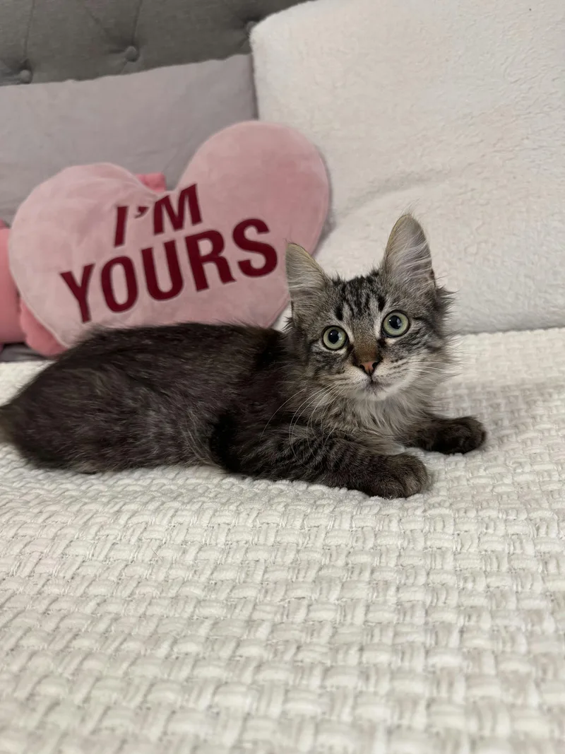 Minichurro thumbnail 2