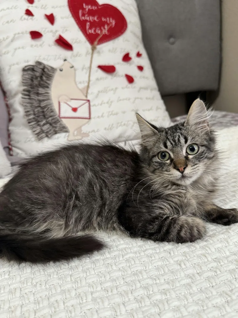 Minichurro thumbnail 3