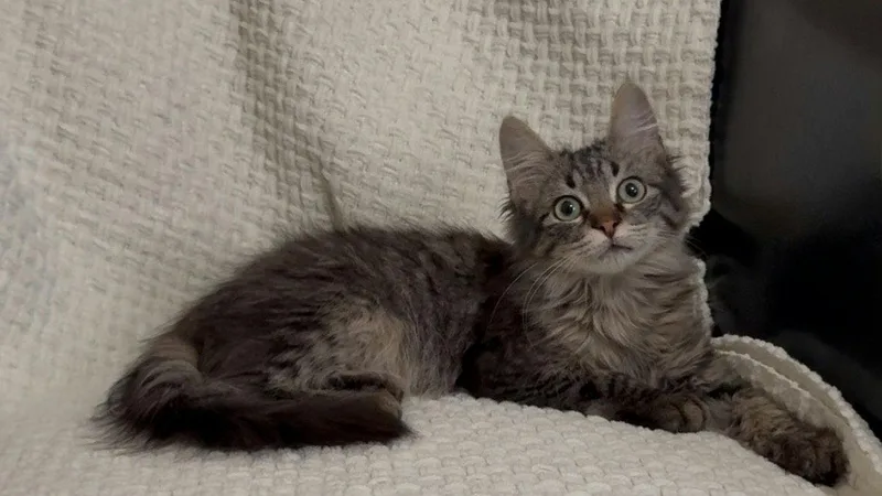 Minichurro thumbnail 4