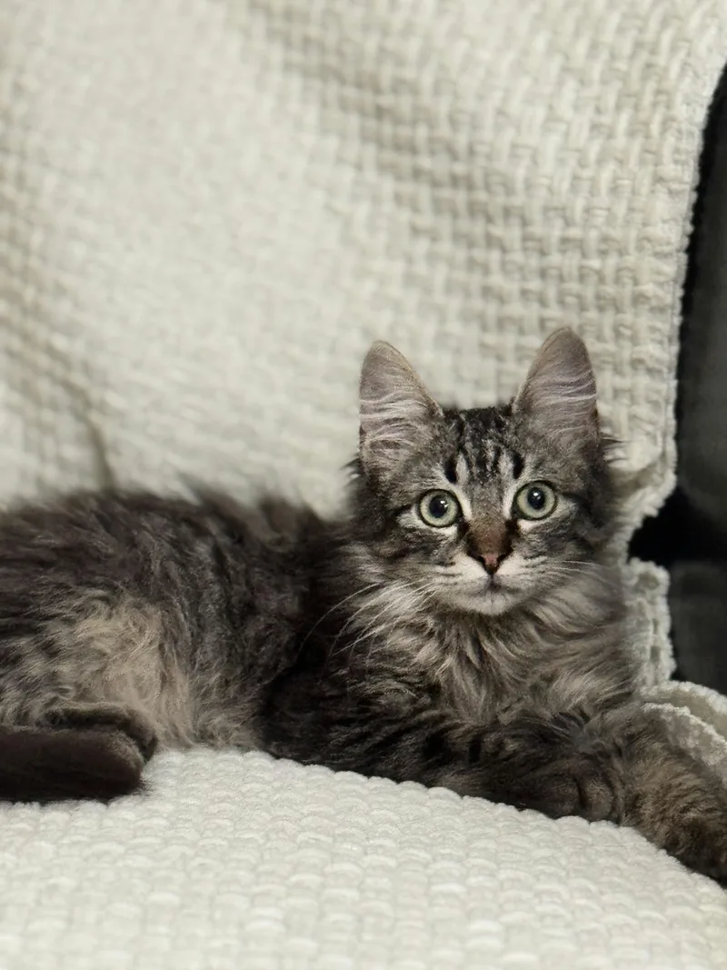 Minichurro thumbnail 5