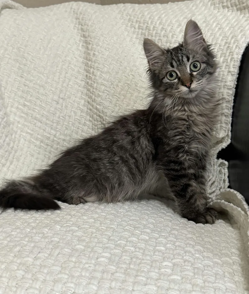 Minichurro thumbnail 6