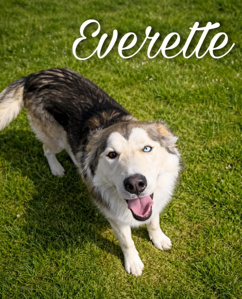 Everette