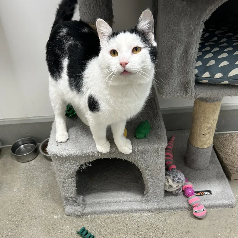 Vincenzo “vinny”