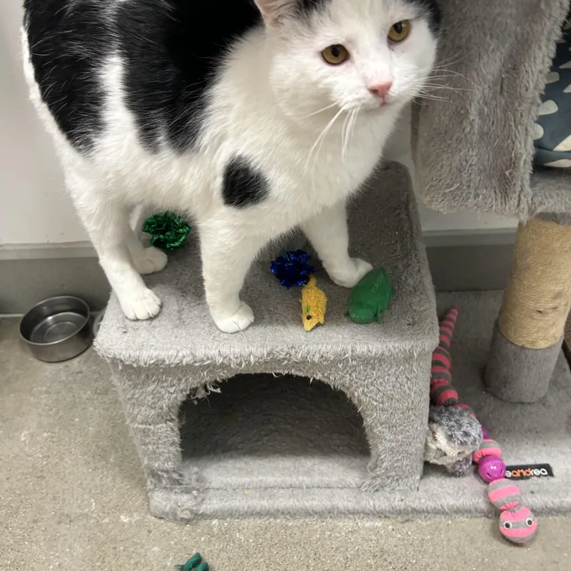 Vincenzo “vinny” thumbnail 3