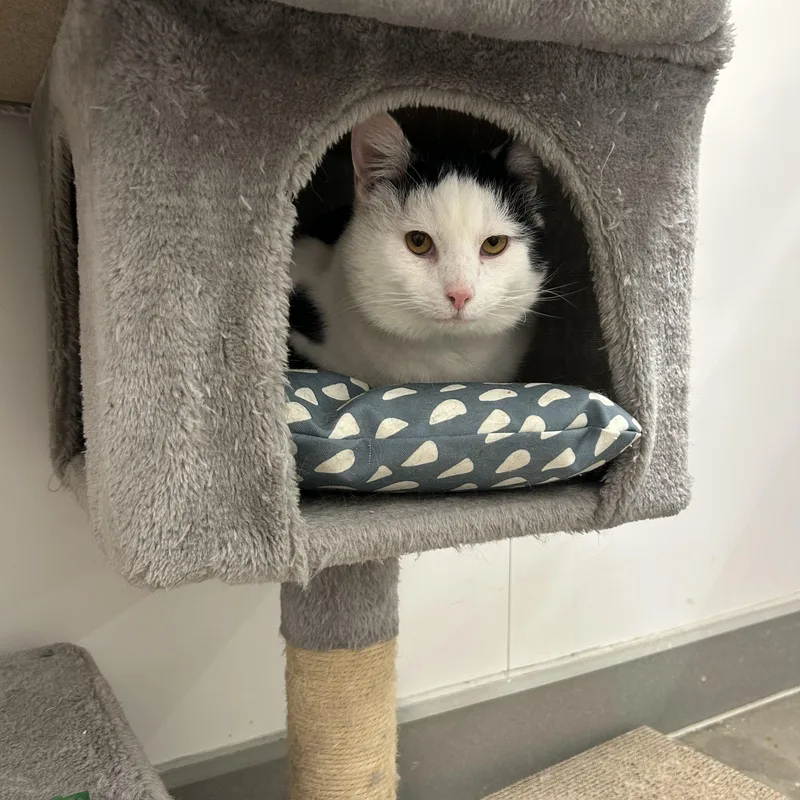 Vincenzo “vinny” thumbnail 4