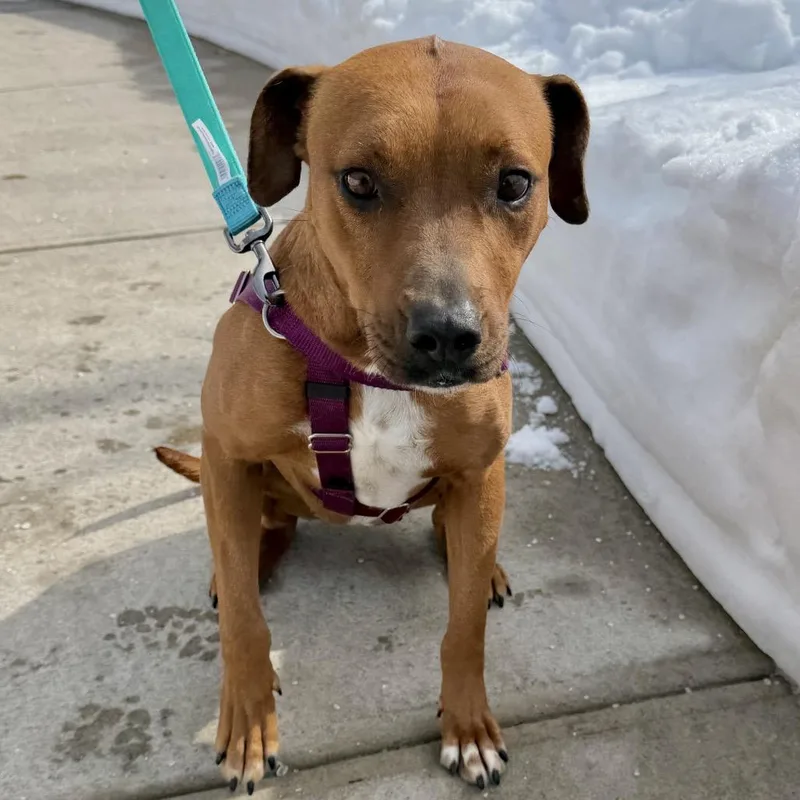 Ruby Red thumbnail 2