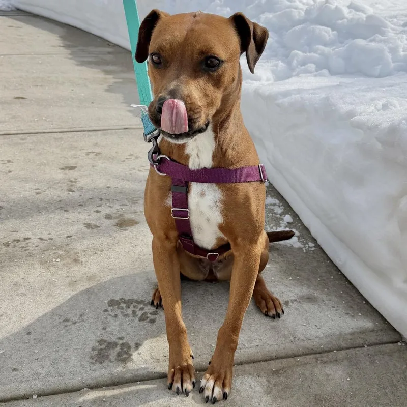 Ruby Red thumbnail 4