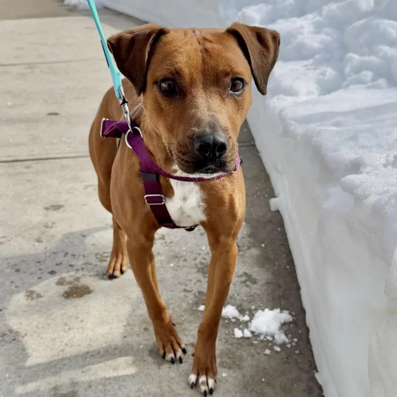 Ruby Red thumbnail 5