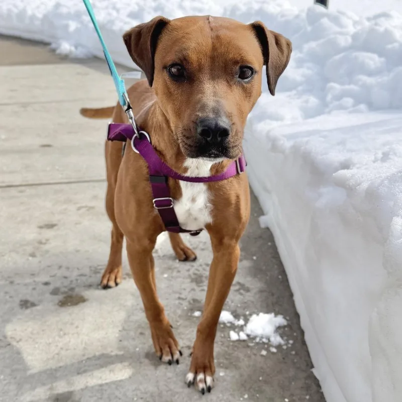 Ruby Red thumbnail 6