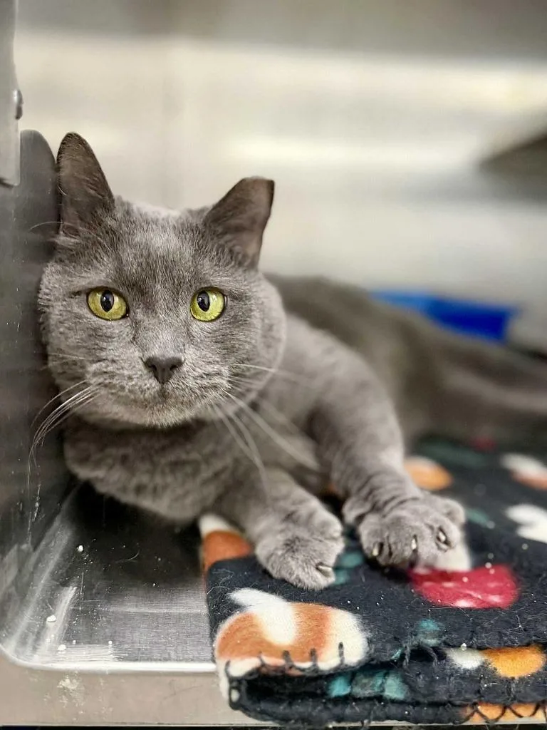 Tonka Jaharri thumbnail 2