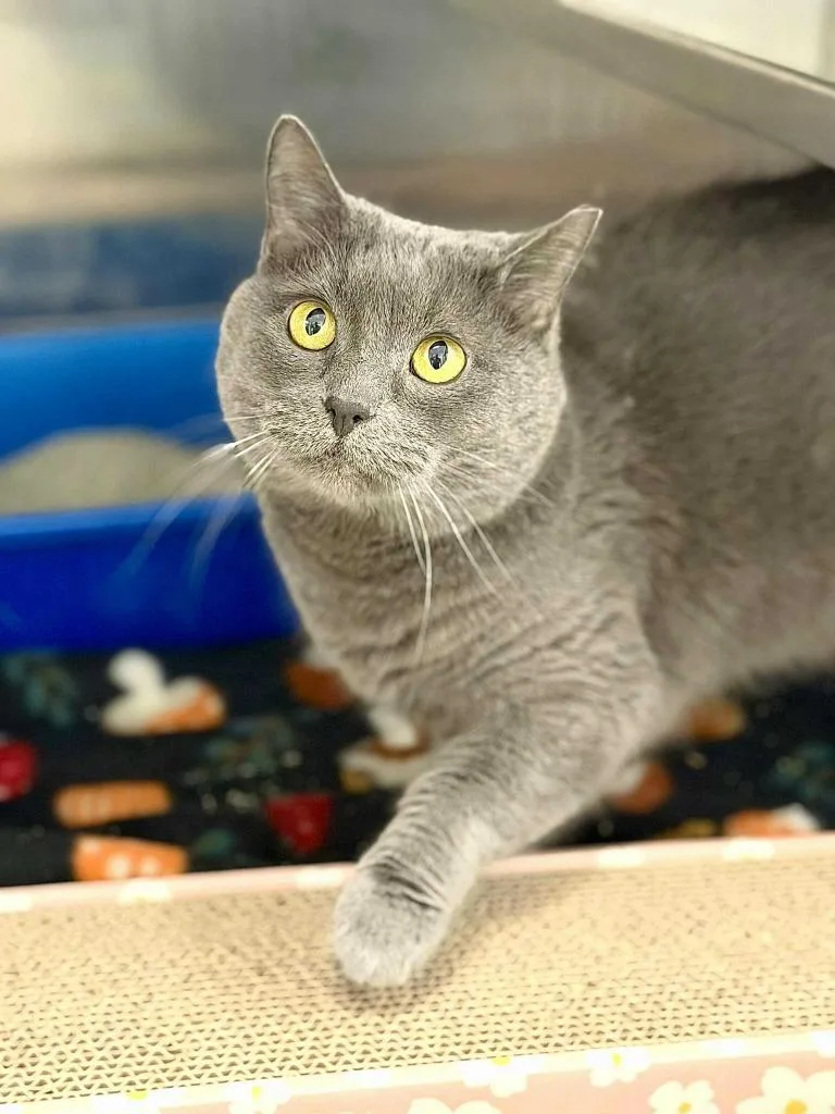 Tonka Jaharri thumbnail 3