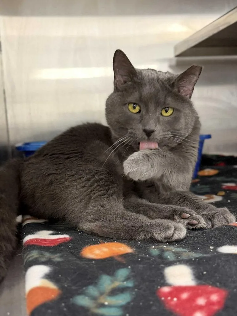 Tonka Jaharri thumbnail 5