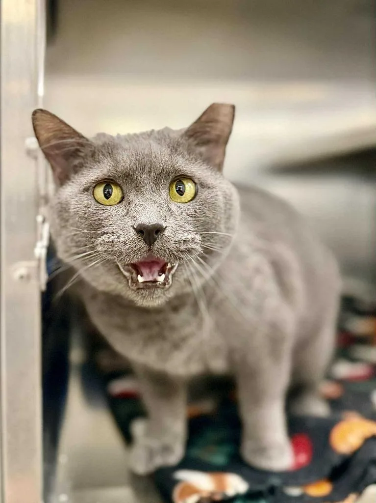 Tonka Jaharri thumbnail 6