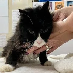 Pablocomes With Vet Care thumbnail 2