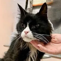 Pablocomes With Vet Care thumbnail 3