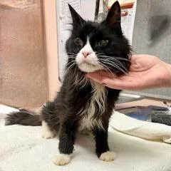 Pablocomes With Vet Care thumbnail 4
