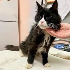 Pablocomes With Vet Care