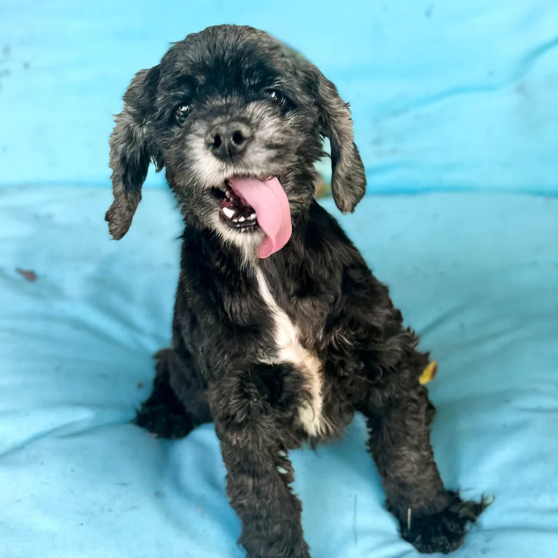 Pineapple thumbnail 2