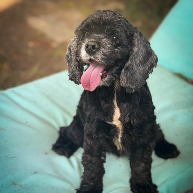 Pineapple thumbnail 3