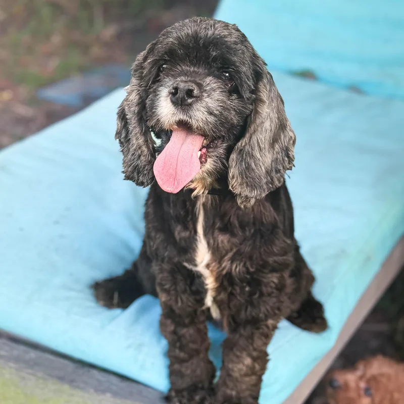 Pineapple thumbnail 4