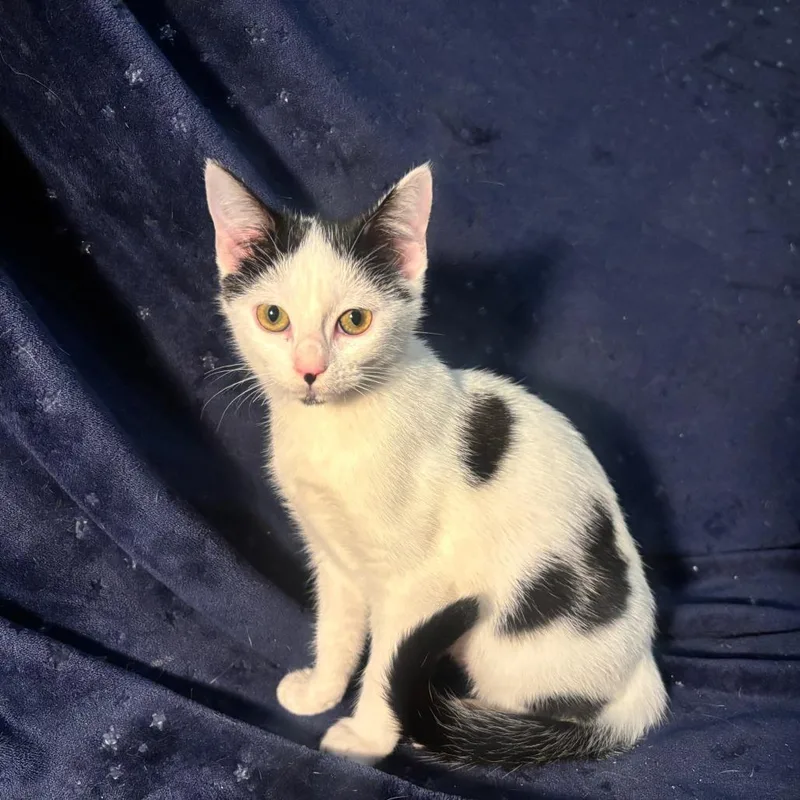 Cora Leyl thumbnail 2