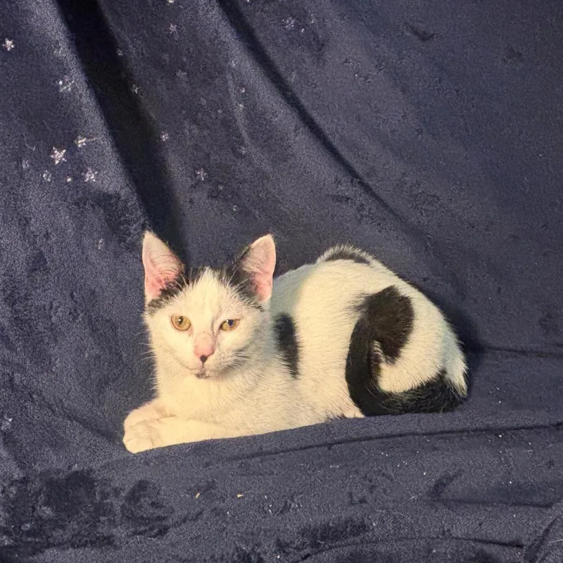 Cora Leyl thumbnail 3