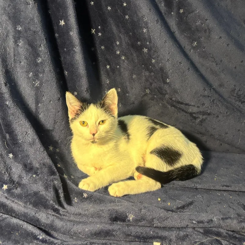 Cora Leyl thumbnail 4