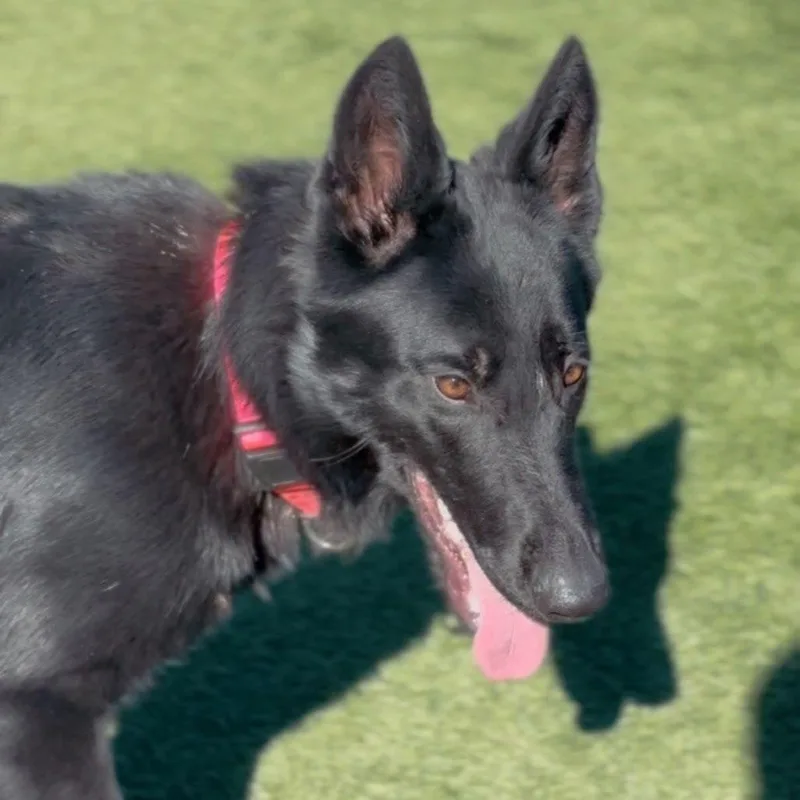 Midnight thumbnail 3