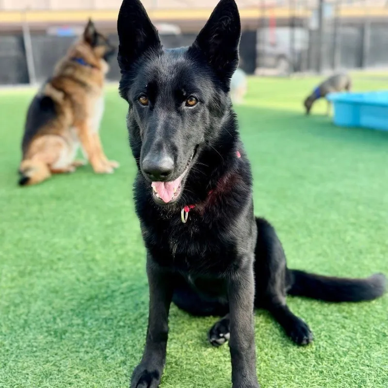 Midnight thumbnail 4