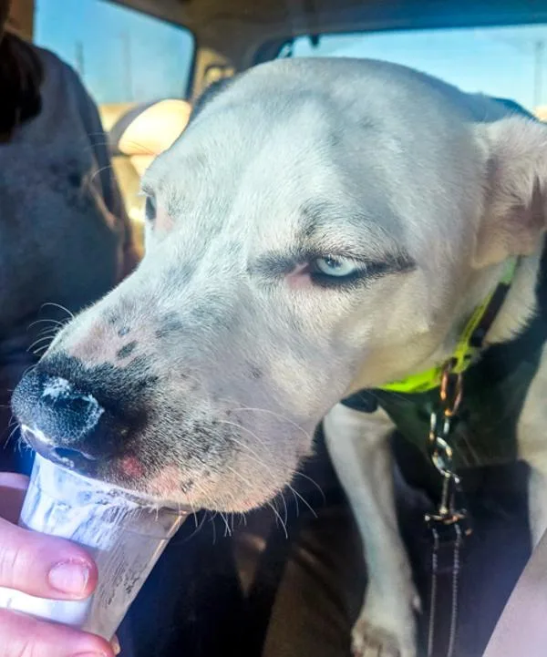 Motorola thumbnail 2