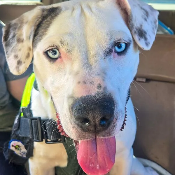 Motorola thumbnail 3