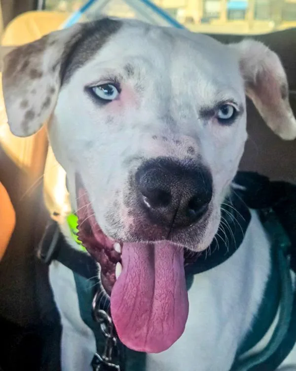 Motorola thumbnail 5