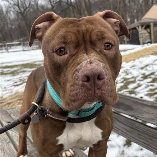 Shrimpina thumbnail 2