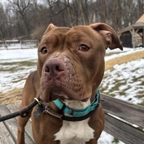 Shrimpina thumbnail 3