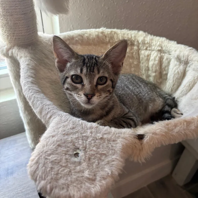 Sprinkles thumbnail 2