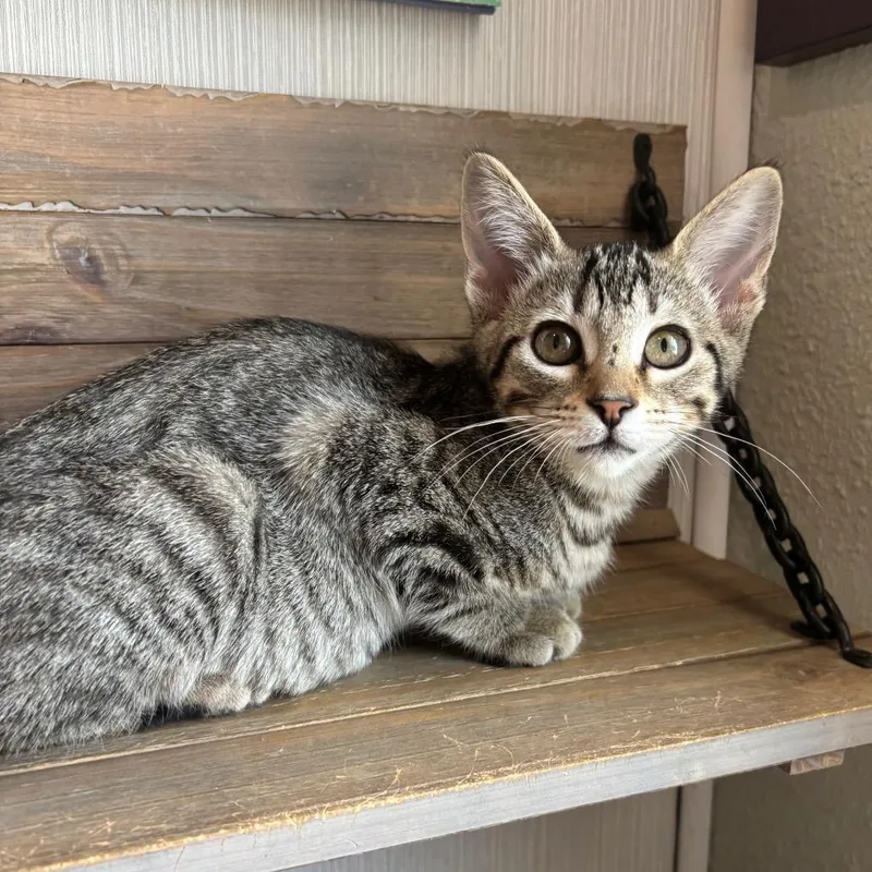 Sprinkles thumbnail 3