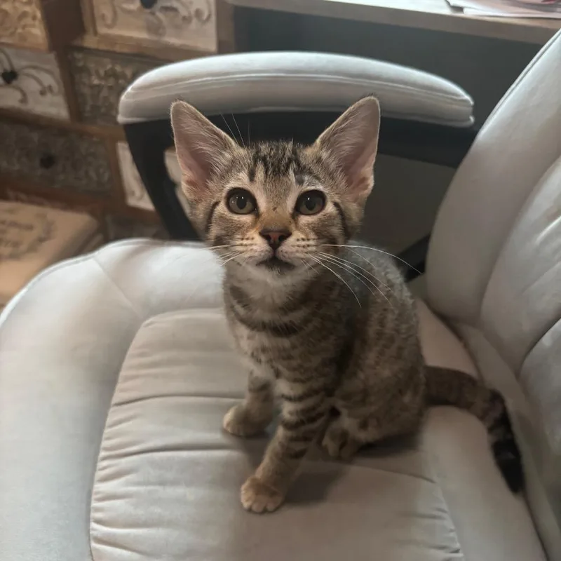 Sprinkles thumbnail 4