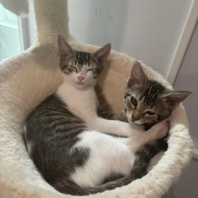 Sprinkles thumbnail 5