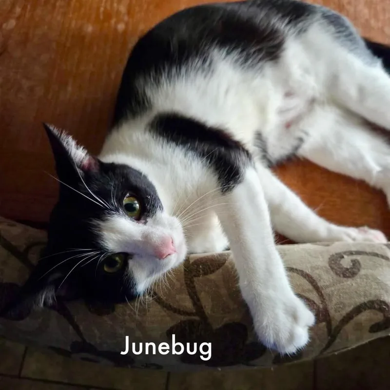 Junebug thumbnail 2