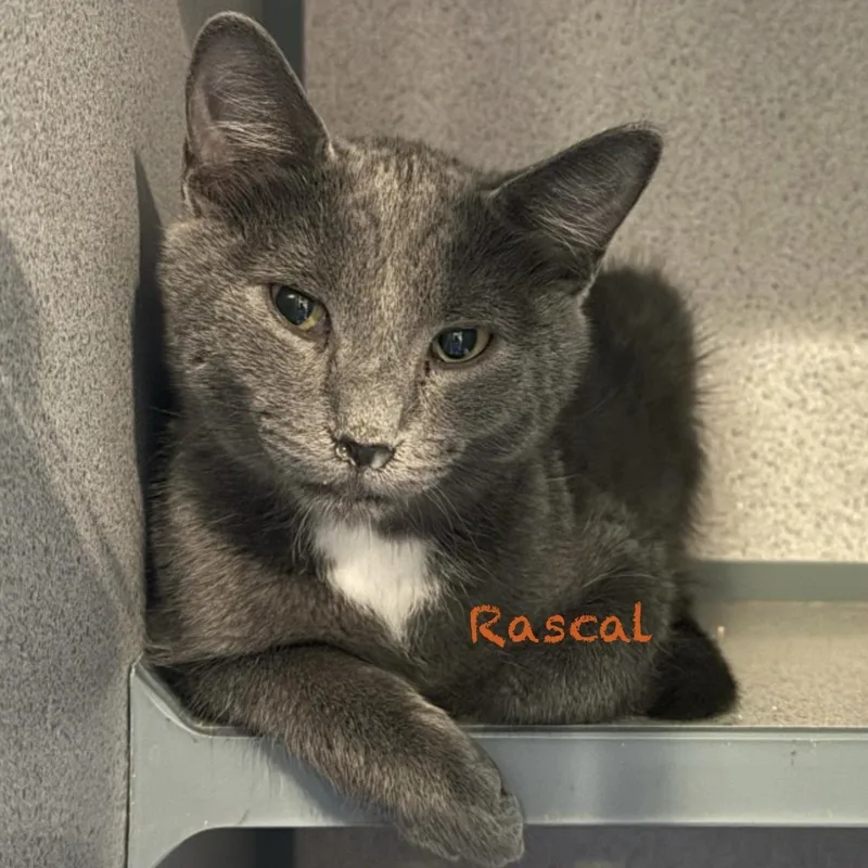 Rascal thumbnail 2