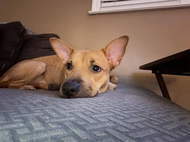 Miss Coco thumbnail 2