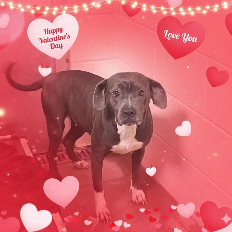 Sweetiepie thumbnail 3