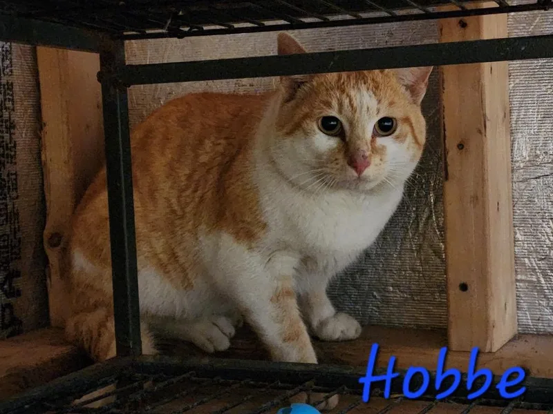 Hobbe thumbnail 3