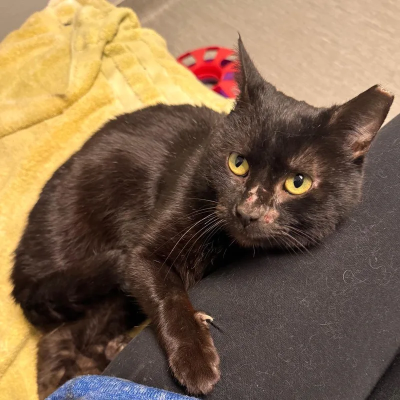 Licorice thumbnail 2