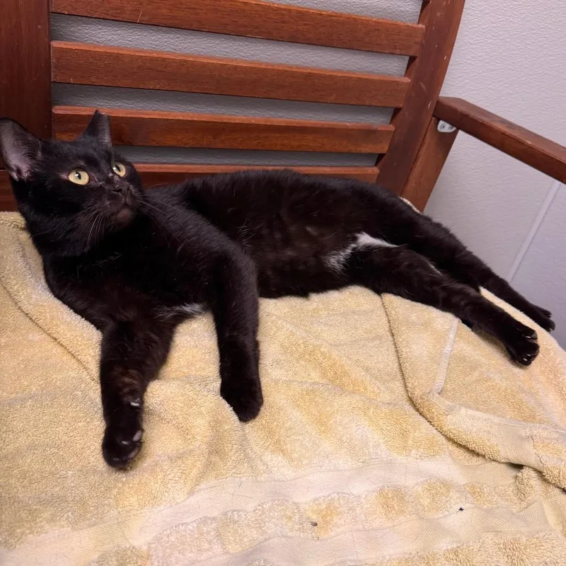 Licorice thumbnail 3