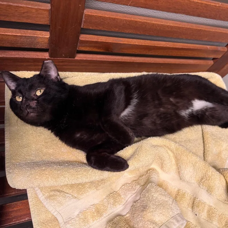 Licorice thumbnail 4