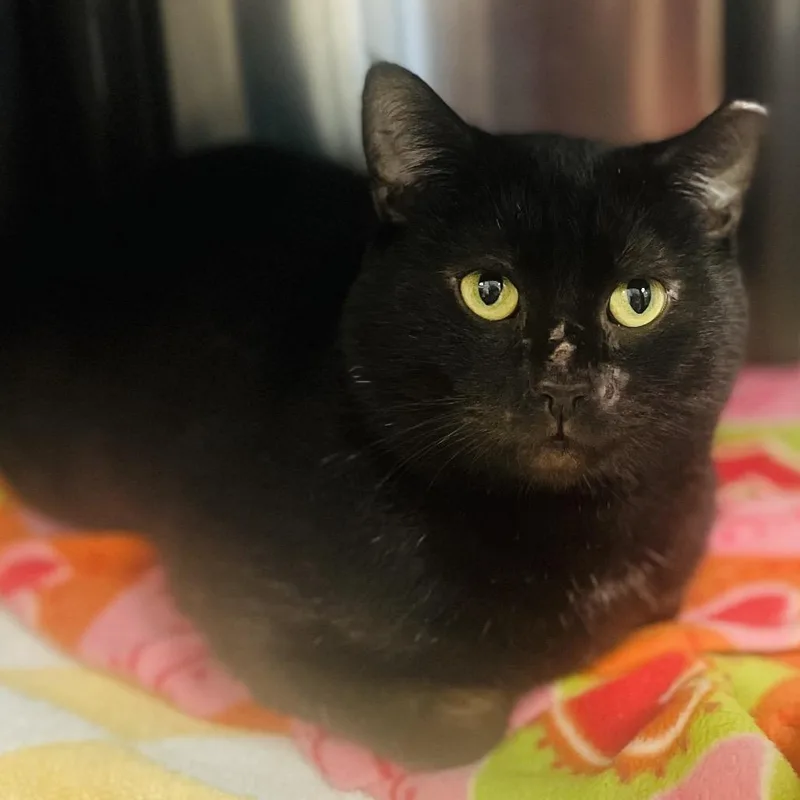 Licorice thumbnail 5