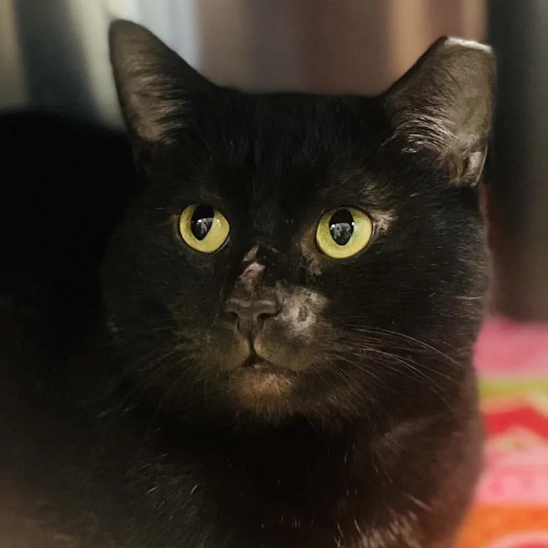 Licorice thumbnail 6