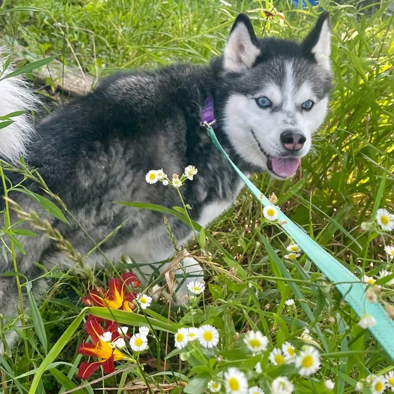 Daisy Marie thumbnail 6